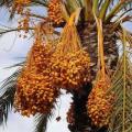 5 Phoenix dactylifera Seeds - Exotic - Date Palm Tree - Edible - Combined Worldwide Shipping