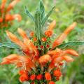 Leonotis leonurus -Wild Dagga Seeds - Indigenous Perennial Shrub Psychoactive Medicinal - New