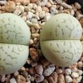 10+ Dinteranthus vanzylii Emerald Seeds - Rare Indigenous South African Mesemb Succulent