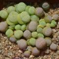 10+ Dinteranthus vanzylii Emerald Seeds - Rare Indigenous South African Mesemb Succulent
