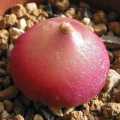 Conophytum burgeri Seeds - Rare South African Indigenous Succulent Mesemb - Global Shipping