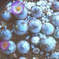 5 Conophytum burgeri Seeds - Rare South African Indigenous Succulent Mesemb - Global Shipping