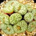 Conophytum uviforme Seeds - South African Indigenous Succulent Mesemb - Global Shipping