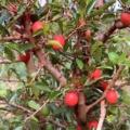 5 Ximenia caffra Seeds - Large Sourplum - Indigenous Deciduous Edible Fruit Tree