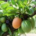 5 Ximenia caffra Seeds - Large Sourplum - Indigenous Deciduous Edible Fruit Tree