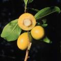 Ximenia americana Seeds - Yellow Plum or Sea Lemon - Edible Fruit Tree