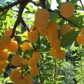 5 Ximenia americana Seeds - Yellow Plum or Sea Lemon - Edible Fruit Tree