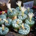 5 Conophytum obcordellum ssp ceresianum Seeds - Succulent Indigenous Mesemb - Global Shipping