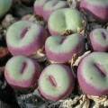 5 Conophytum pageae Seeds - Succulent Indigenous Mesemb - Combined Global Shipping