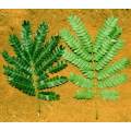 Albizia adianthifolia Tree Seeds - Flat-crown Albizia - Indigenous Medicinal Fragrant Evergreen