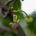 5 Artabotrys brachypetalus Seeds - Purple hook-berry Evergreen Tree - Indigenous Edible Fruit