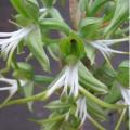 10+ Bonatea antennifera Seeds - Indigenous Unusual South African Perennial Orchid