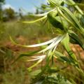10+ Bonatea antennifera Seeds - Indigenous Unusual South African Perennial Orchid