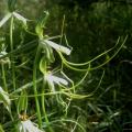 10+ Bonatea steudneri Seeds - Indigenous Unusual South African Perennial Orchid