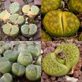 Lithops bromfieldii Mixture Seeds - Indigenous Endemic Succulent Mesemb -Combined Global Delivery