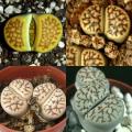 Lithops bromfieldii Mixture Seeds - Indigenous Endemic Succulent Mesemb -Combined Global Delivery
