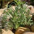 5 Albuca namaquensis Seeds - Corkscrew Albuca - Indigenous Medicinal Perennial Bulb -Flat Ship Rate