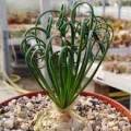 Albuca spiralis Seeds - Corkscrew Albuca - Indigenous Medicinal Perennial Bulb -Flat Ship Rate