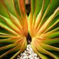 5 Aloe haemanthifolia Seeds - Rare Indigenous Endemic Succulent - Combined Worldwide Shipping