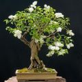 Pekin Lilac or China Snow (Syringa pekinensis) Bonsai Seeds - Exotic Frost Hardy