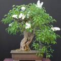 Pekin Lilac or China Snow (Syringa pekinensis) Bonsai Seeds - Exotic Frost Hardy