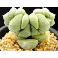 Crassula deceptor Seeds - Indigenous South African Native Succulent Seeds from Africa