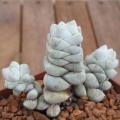 Crassula deceptor Seeds - Indigenous South African Native Succulent Seeds from Africa