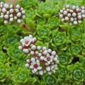 Crassula setulosa Seeds - Indigenous South African Creeping Succulent - Global Shipping