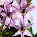5 Babiana fragrans Seeds - Endemic South African Indigenous Perennial Bulb -Combined Global Delivery
