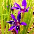 5 Babiana framesii Seeds - Sow Autumn Indigenous South African Bulb Seeds for Sale in South Africa