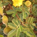 5 Acacia nilotica Seeds - Scented-pod Acacia, Egyptian Thorn Tree Seeds - Beautiful Hardy