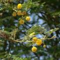 5 Acacia nilotica Seeds - Scented-pod Acacia, Egyptian Thorn Tree Seeds - Beautiful Hardy