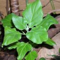 10 Tobacco Seeds - Nicotiana rustica - Aztec Tobacco, Indian Tobacco, Wild Tobacco, Sacred Tobacco