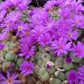 5 Conophytum minutum Seeds - Indigenous South African Succulent Mesemb - Global Shipping