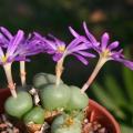 5 Conophytum minutum Seeds - Indigenous South African Succulent Mesemb - Global Shipping