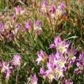5 Gladiolus venustus Seeds - Sow Autumn - Indigenous South African Bulb Seeds for Sale