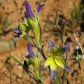 5 Gladiolus venustus Seeds - Sow Autumn - Indigenous South African Bulb Seeds for Sale