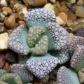 Titanopsis fulleri Seeds - Buy Seeds for Indigenous South African Succulents + FREE SEEDS