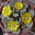 Titanopsis fulleri Seeds - Buy Seeds for Indigenous South African Succulents + FREE SEEDS