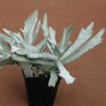 20+ Cotyledon orbiculata Takbok Seeds - Indigenous South African Medicinal Succulent - Global Ship