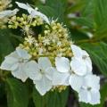 Hydrangea serratifolia Seeds - Hardy Climber Vine from Chile + Get FREE Seeds with ALL Orders!