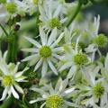 5 Knowltonia vesicatoria Seeds - Blisterleaf; Brandblaar- Indigenous Perennial Fynbos Herb