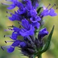 10+ Hyssop Seeds - Hyssopus officinalis - Culinary Medicinal Herbs - Perennial Edible Herb