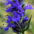 Hyssop Seeds - Hyssopus officinalis - Culinary Medicinal Herbs - Perennial Edible