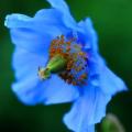 5 Himalayan Blue Poppy Seeds - Meconopsis betonicifolia Seeds - Fost Hardy Perennial