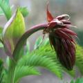 5 Melianthus major Seeds - Kruidjie-roer-my-nie, Touch-me-not, Large Honey Flower - Indigenous