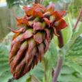 5 Melianthus major Seeds - Kruidjie-roer-my-nie, Touch-me-not, Large Honey Flower - Indigenous