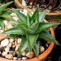 Pineapple Dyckia - Pineapple Bromeliad - 50+ Dyckia brevifolia Seeds - Exotic Succulent Plant Seeds