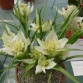 5 Androcymbium striatum Seeds - Indigenous South African Bulb Seeds From Africa + FREE SEEDS