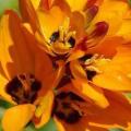 5 Ixia maculata Seeds - Indigenous South African Endemic Perennial Bulb Seeds from Africa